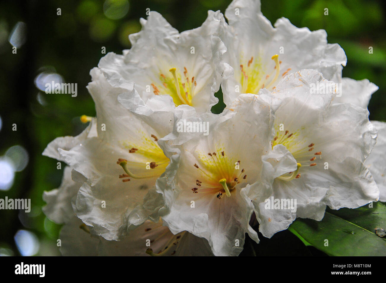 Close-up of Cunninghams White Rhododendron flower with yellow eye, orange stamens and pistil. Beautiful image, dark green leaves on a bokeh background Stock Photo