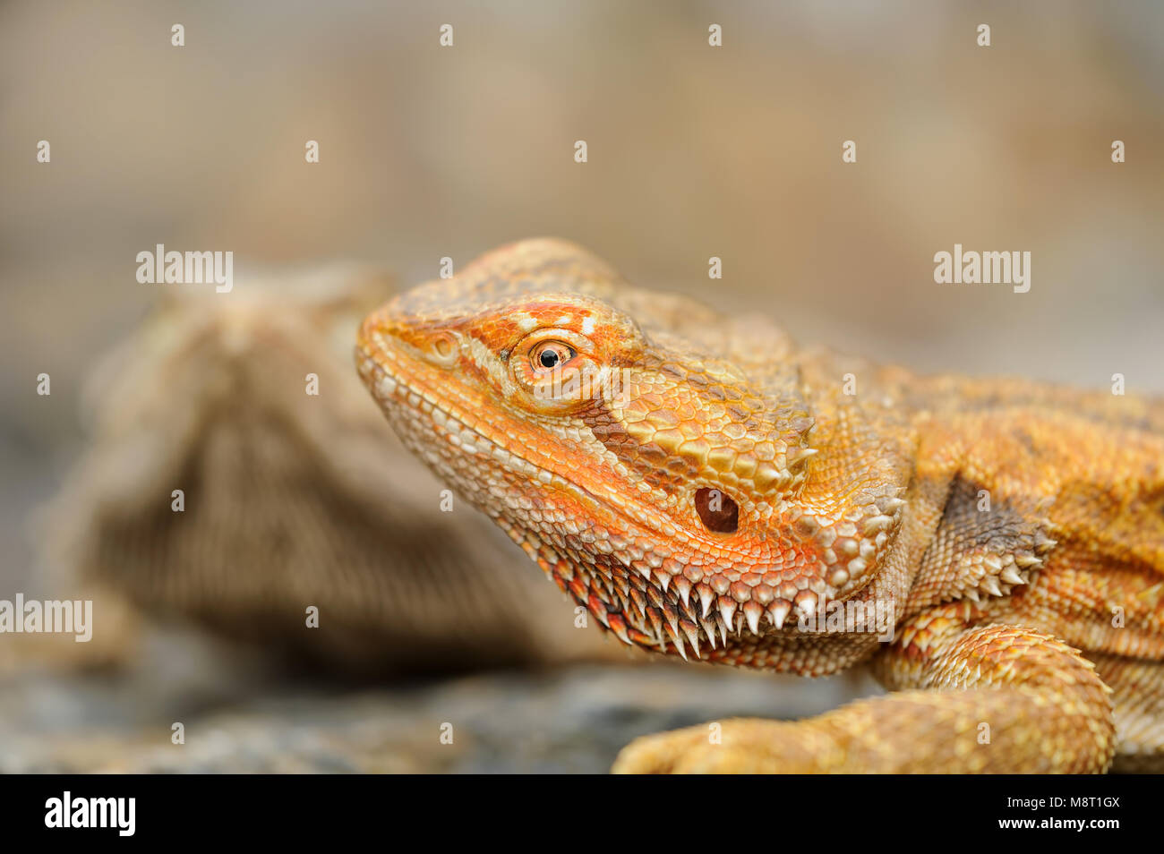 Central bearded dragon detail. Oragne dragon on stone. Animal from australia. Pet lizard Stock