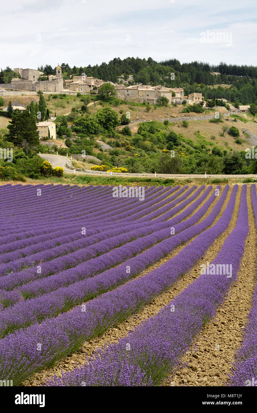 View from lavender field over the village of Aurel, Provence, France. Stock Photo