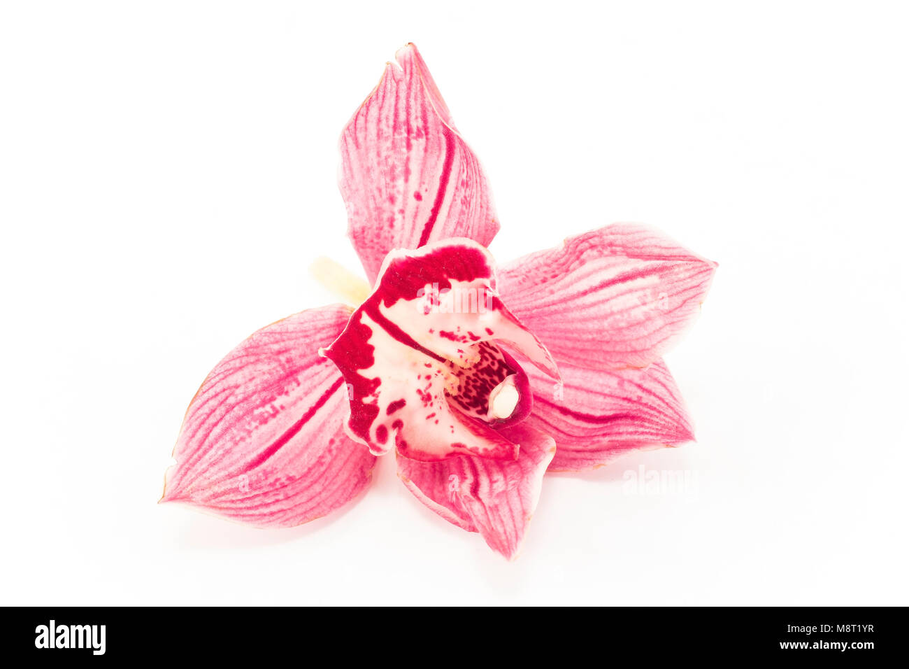 Pink Orchid Isolated on White Background Stock Photo - Alamy