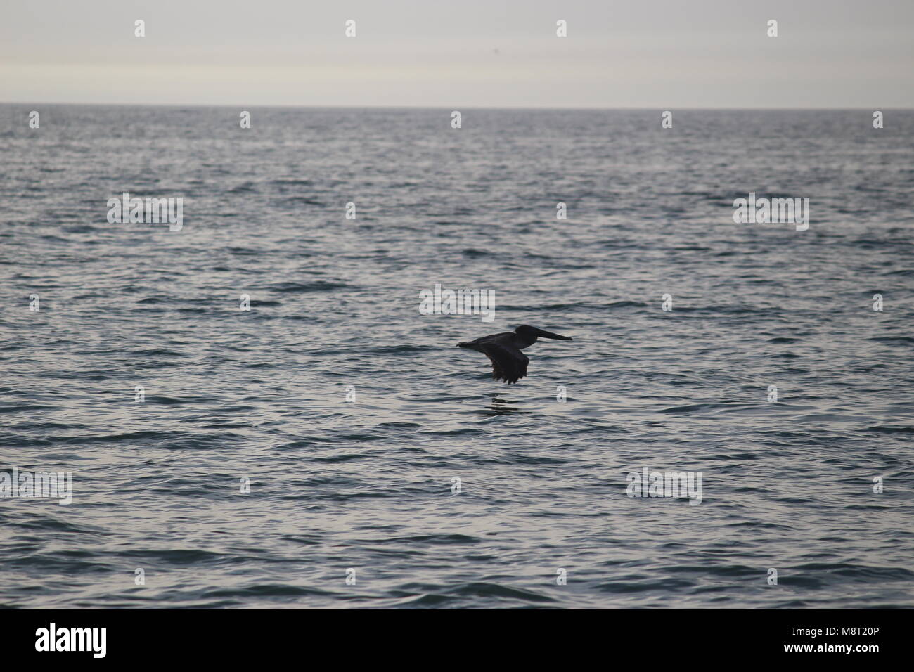 Pelican flying over the ocean Stock Photo
