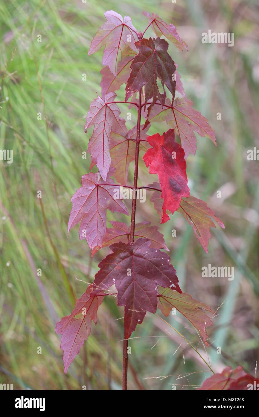 small maple tree Stock Photo Alamy