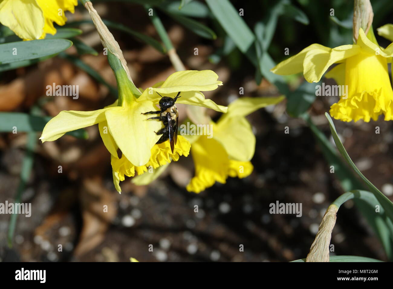 Easter Lilies or Daffodils are a beautiful spring flower are symbol of the resurrection of Jesus Christ. Stock Photo