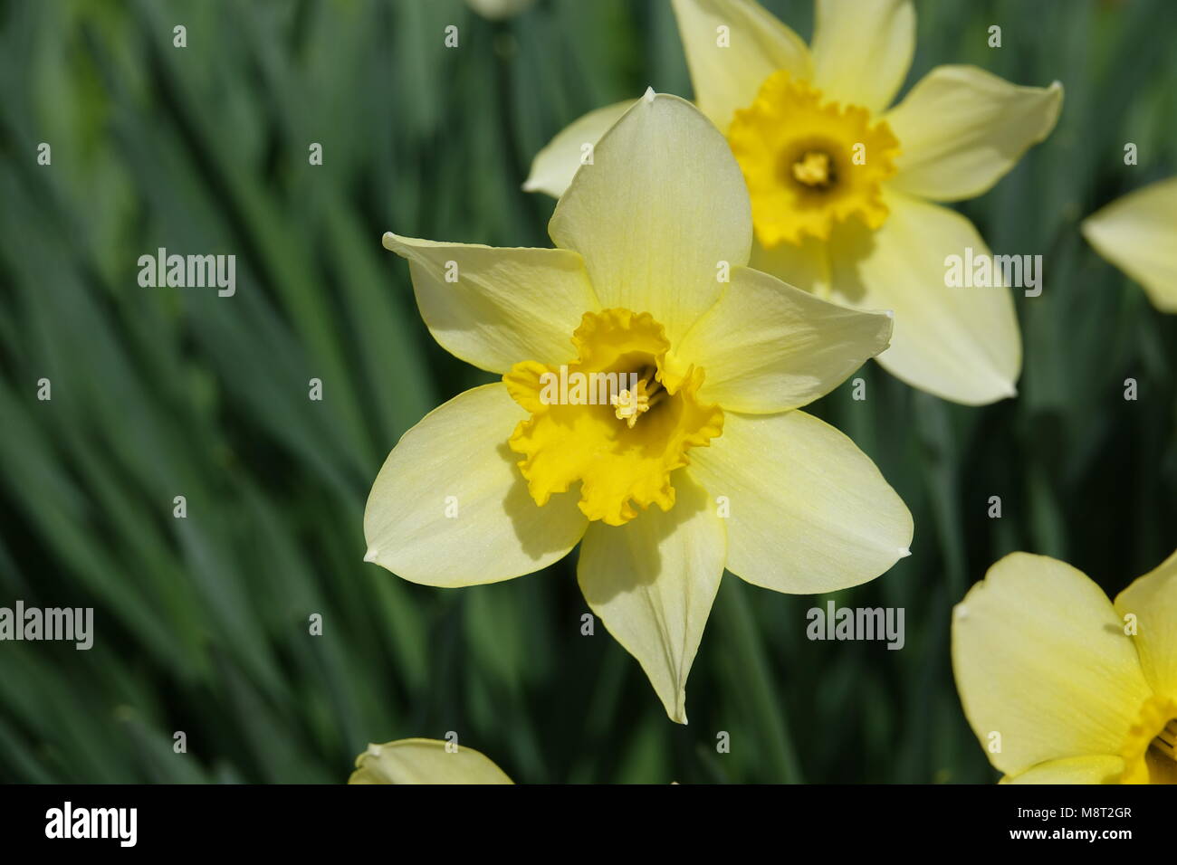 Lily of the valley passion hires stock photography and images Alamy