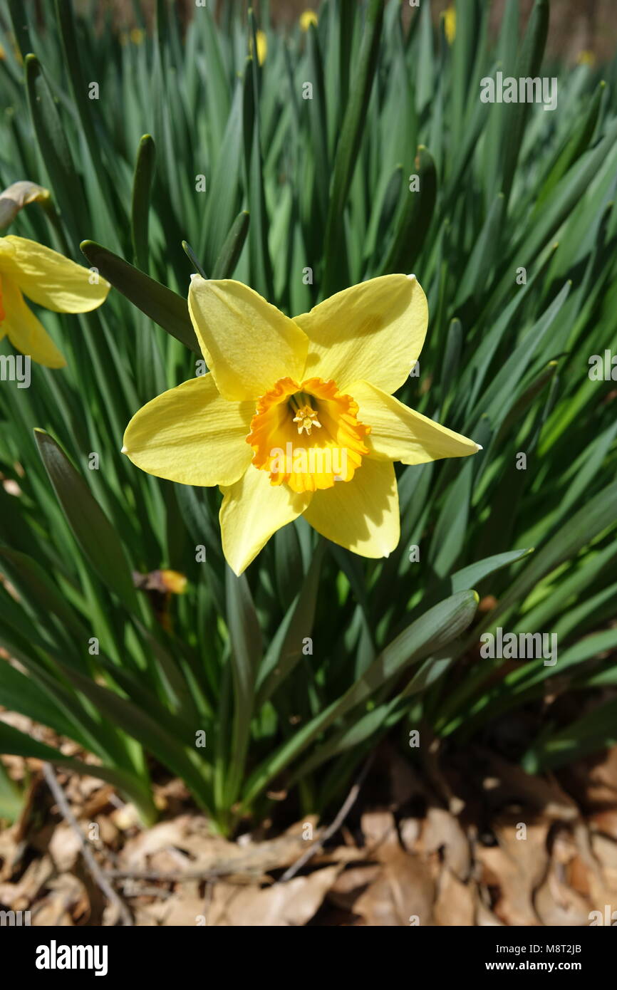 Easter Lilies or Daffodils are a beautiful spring flower are symbol of