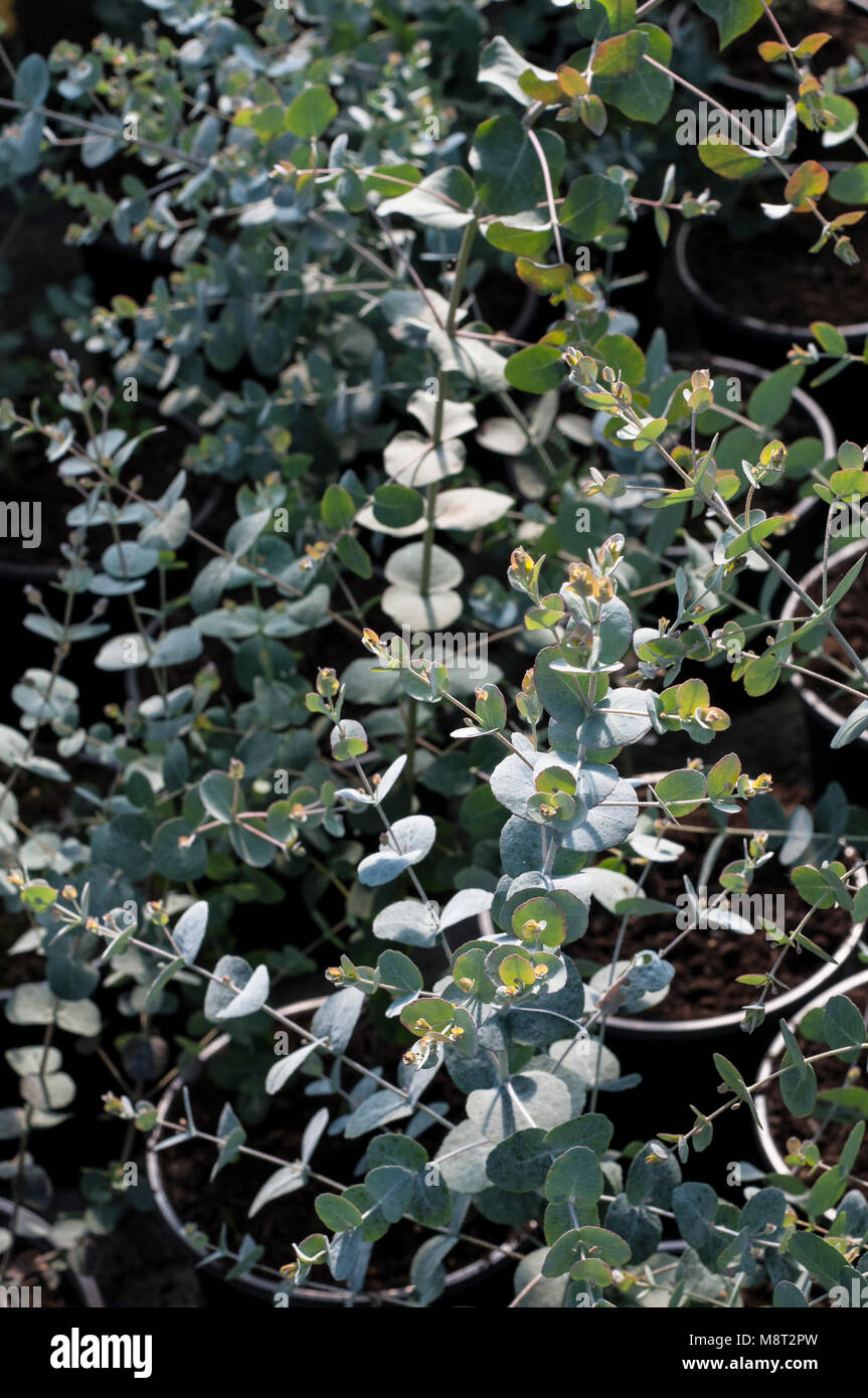Young Eucalypyus gunnii plants in 1.5lt pots.  Common names Gum, Ironbark, Cider gum.  Family name MYRTACEAE. Stock Photo