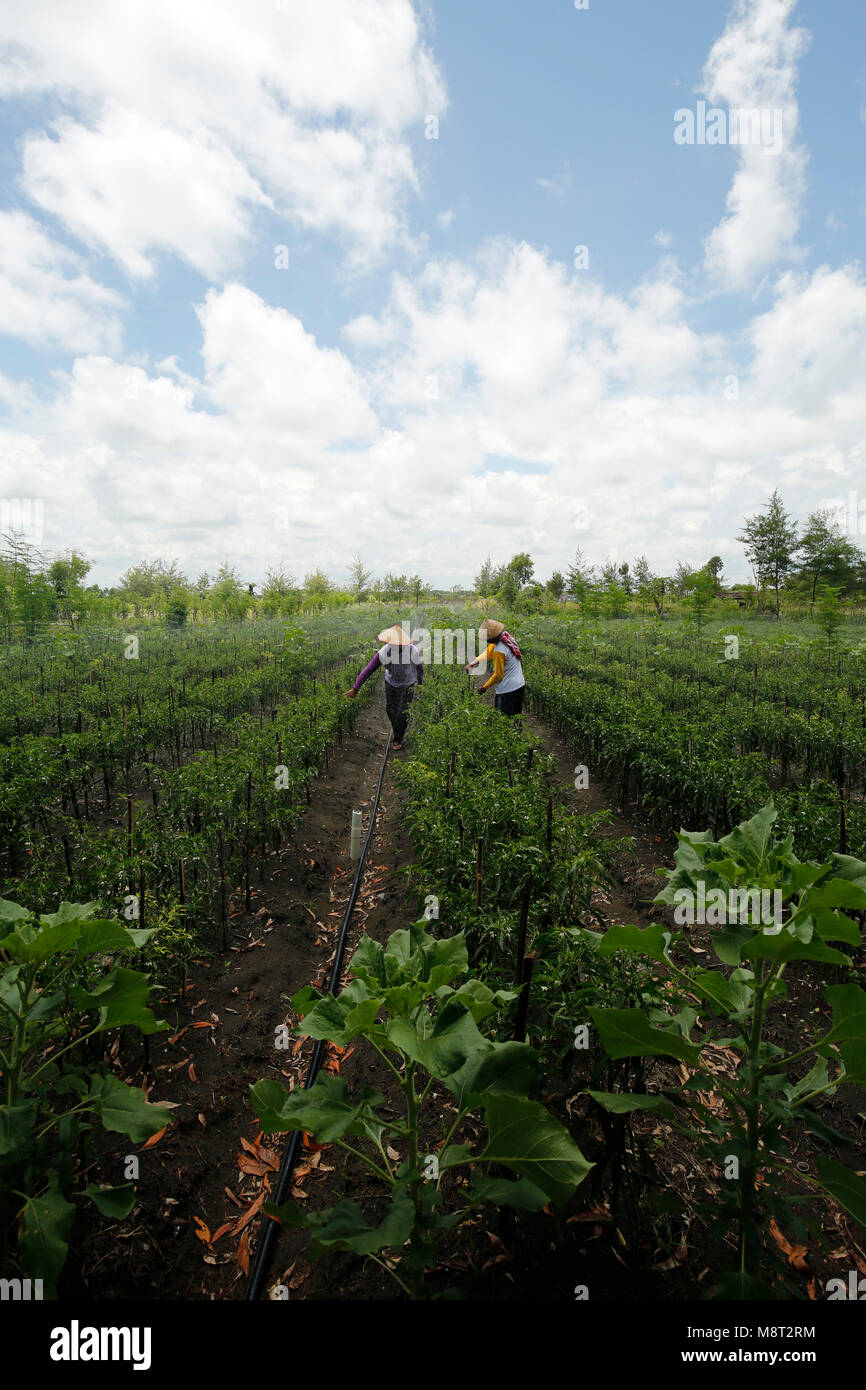 Farmers inspect his chilli plant while Fog Irrigation System is working