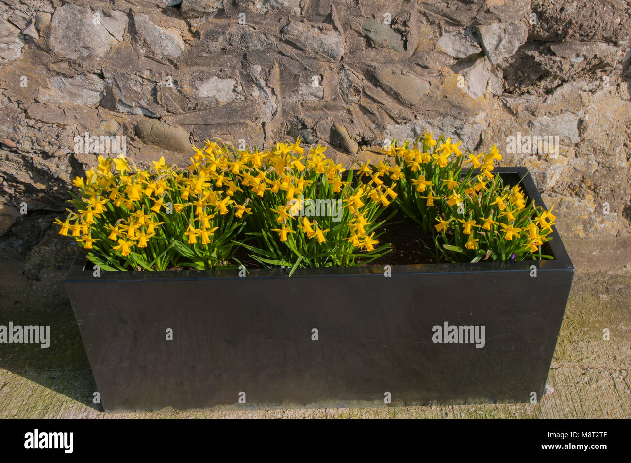 Groups of Dwarf Narcissus (Narcissi) in planter. .Common name Daffodil.  Family AMARYLLIDACEAE Stock Photo