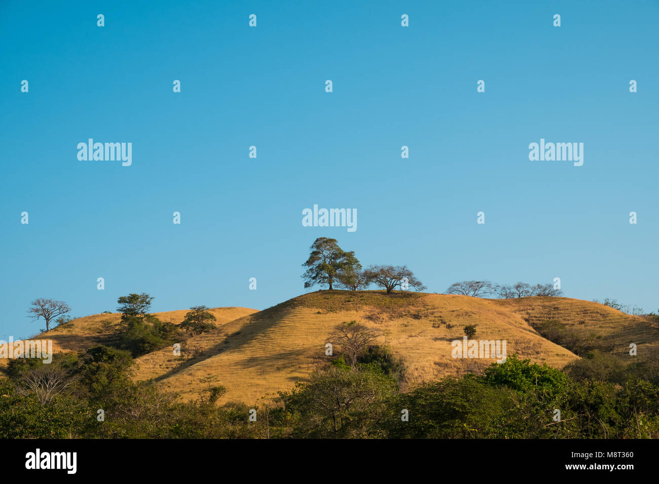 dry hills with trees and blue sky - scenic landscape - Stock Photo