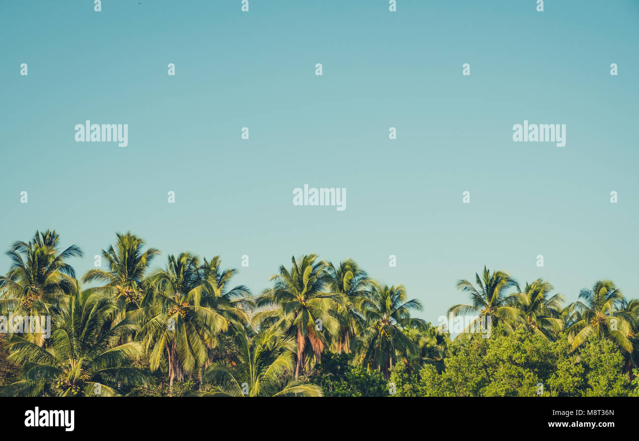 palm trees and blue sky background - retro style Stock Photo