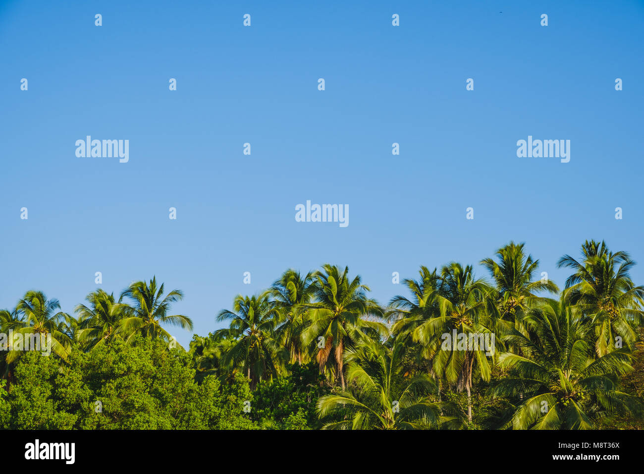 palm tree background and blue sky - palm trees and clear sky background - Stock Photo