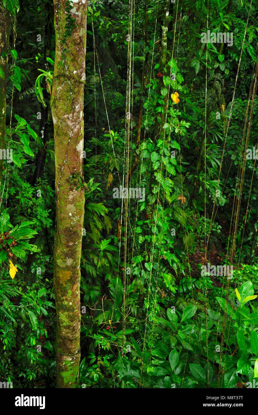 Lush, tropical plant life surround the rainforest hiking trail at the Trimbina Biological Reserve. Stock Photo