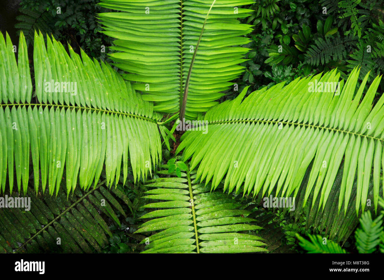 Palm fronds as seen from the rainforest hiking trail at the Trimbina Biological Reserve. Stock Photo