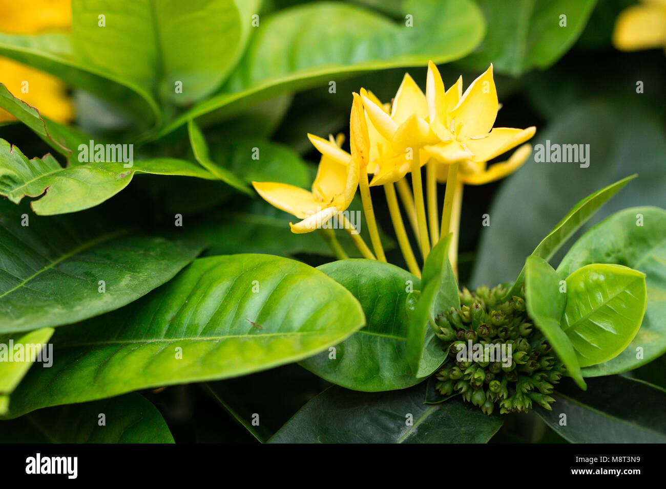 yellower spike floweron blackground,front view from the top, technical cost-up. Stock Photo