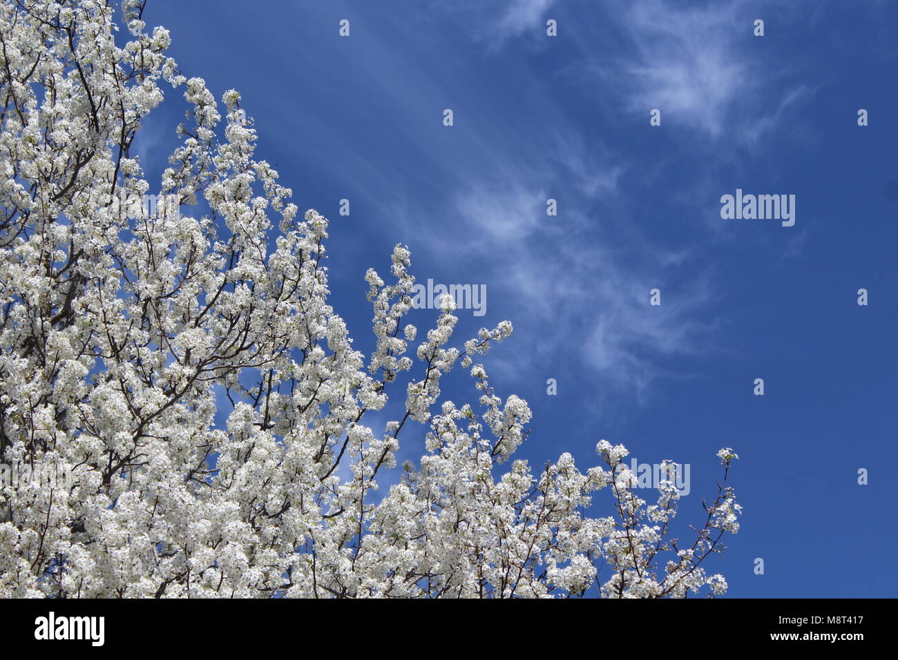 Pear Tree blooms against the sky. Stock Photo