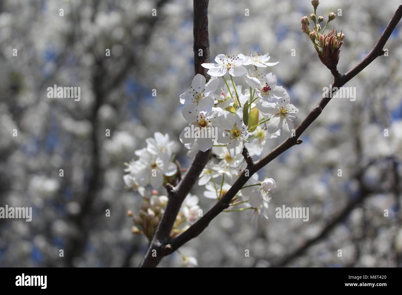 A Limb of a Pear Tree Blooming Stock Photo