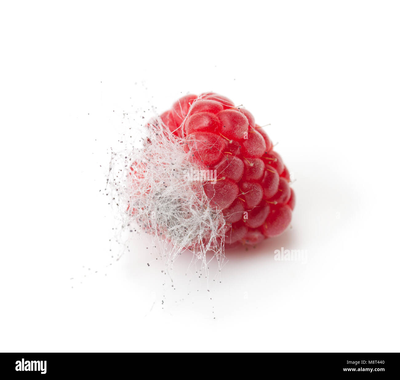 Rotten raspberry isolated on white Stock Photo Alamy