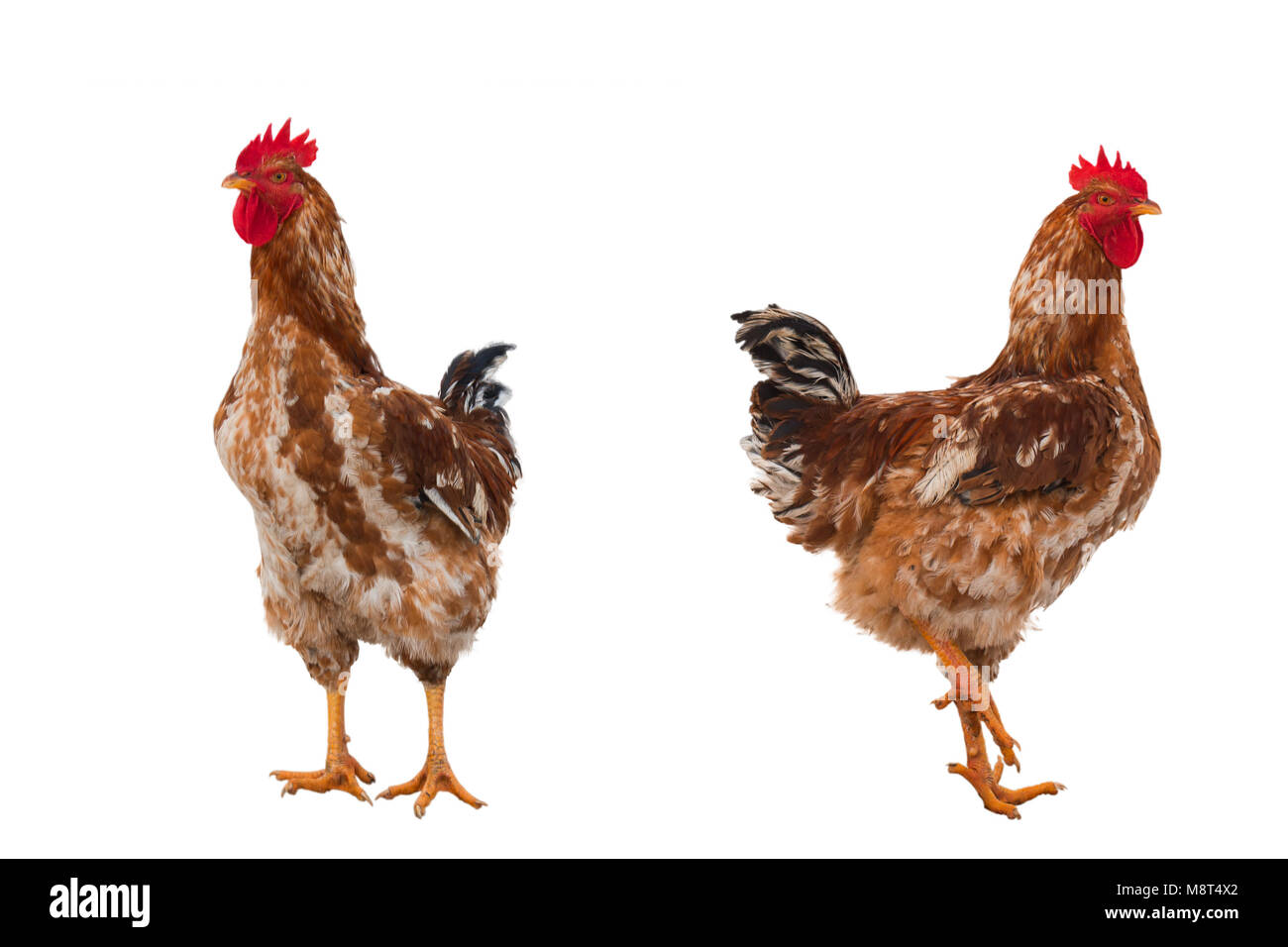 rural rooster isolated on a white background. saved path Stock Photo ...