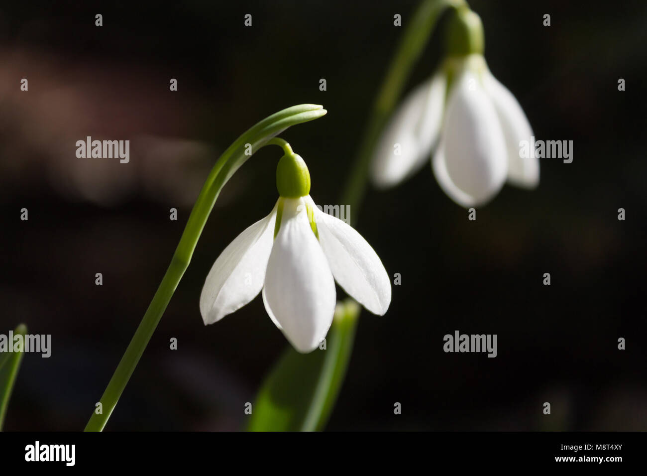 Blossoming snowdrop close-up on blurred white flower background. Stock Photo