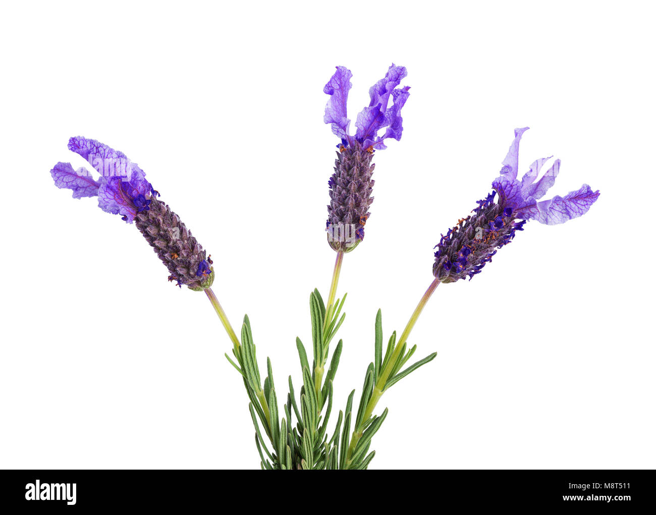 three lavender flowers isolated on  white background Stock Photo