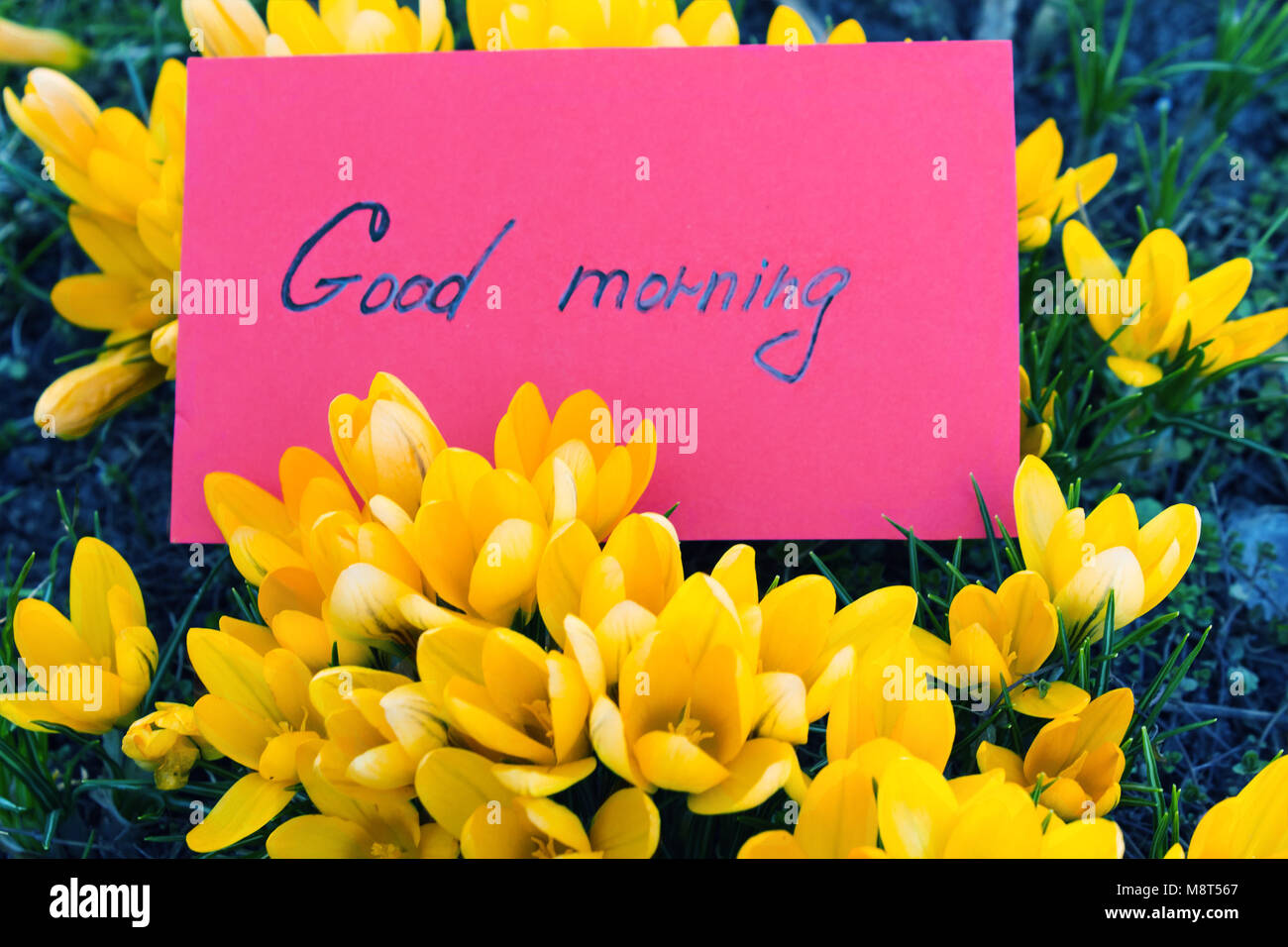Yellow flowers of crocuses with a red card with the text good morning. Toned photo. Stock Photo