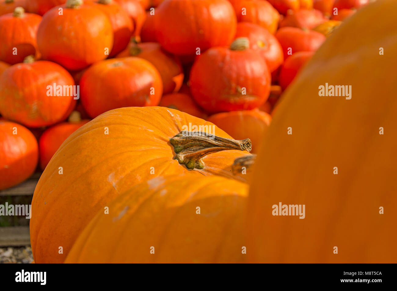 A pile of yellow and orange pumpkins in the open-air market place ...