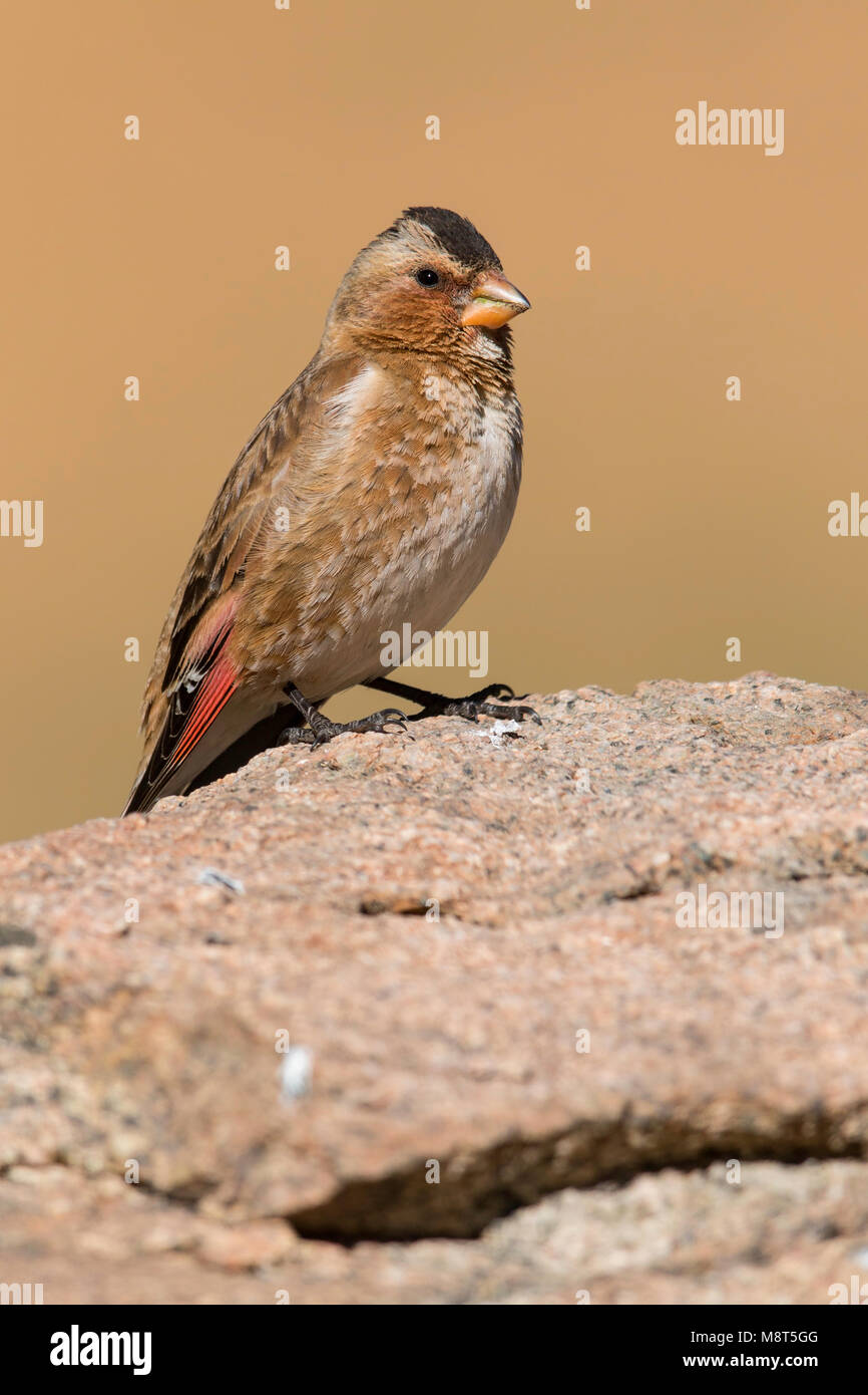 Atlasbergvink, African Crimson-winged Finch, Rhodopechys alienus Stock Photo