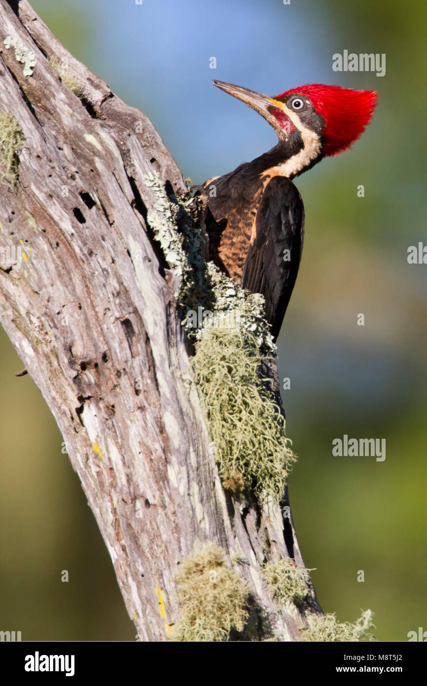 Gestreepte Helmspecht tegen boom, Lineated Woodpecker perched at tree Stock Photo