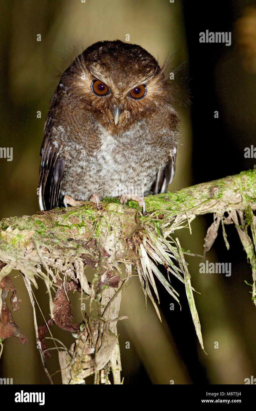 Snorrebaarduil, Long-whiskered Owlet Stock Photo