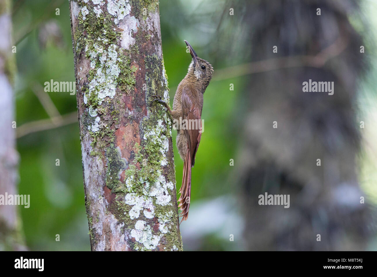 Gebandeerde muisspecht, Amazonian barred woodcreeper, Dendrocolaptes certhia Stock Photo