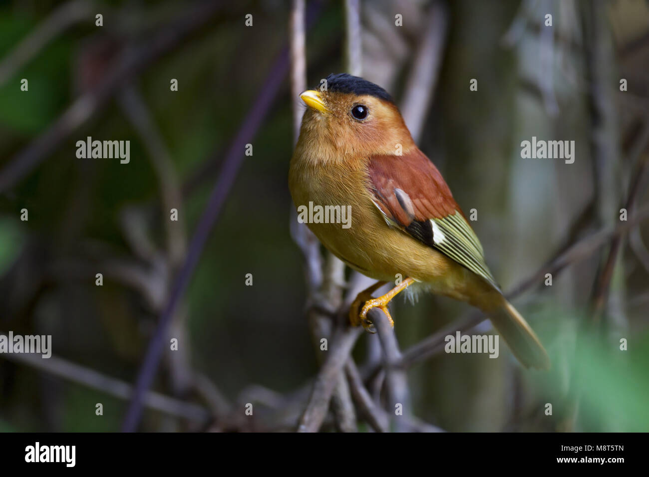 Zwartkapmanakin, Black-capped Piprites Stock Photo