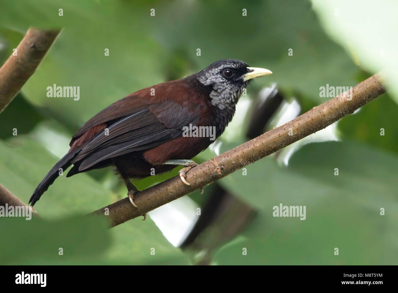 Bird image made by Dubi Shapiro Stock Photo