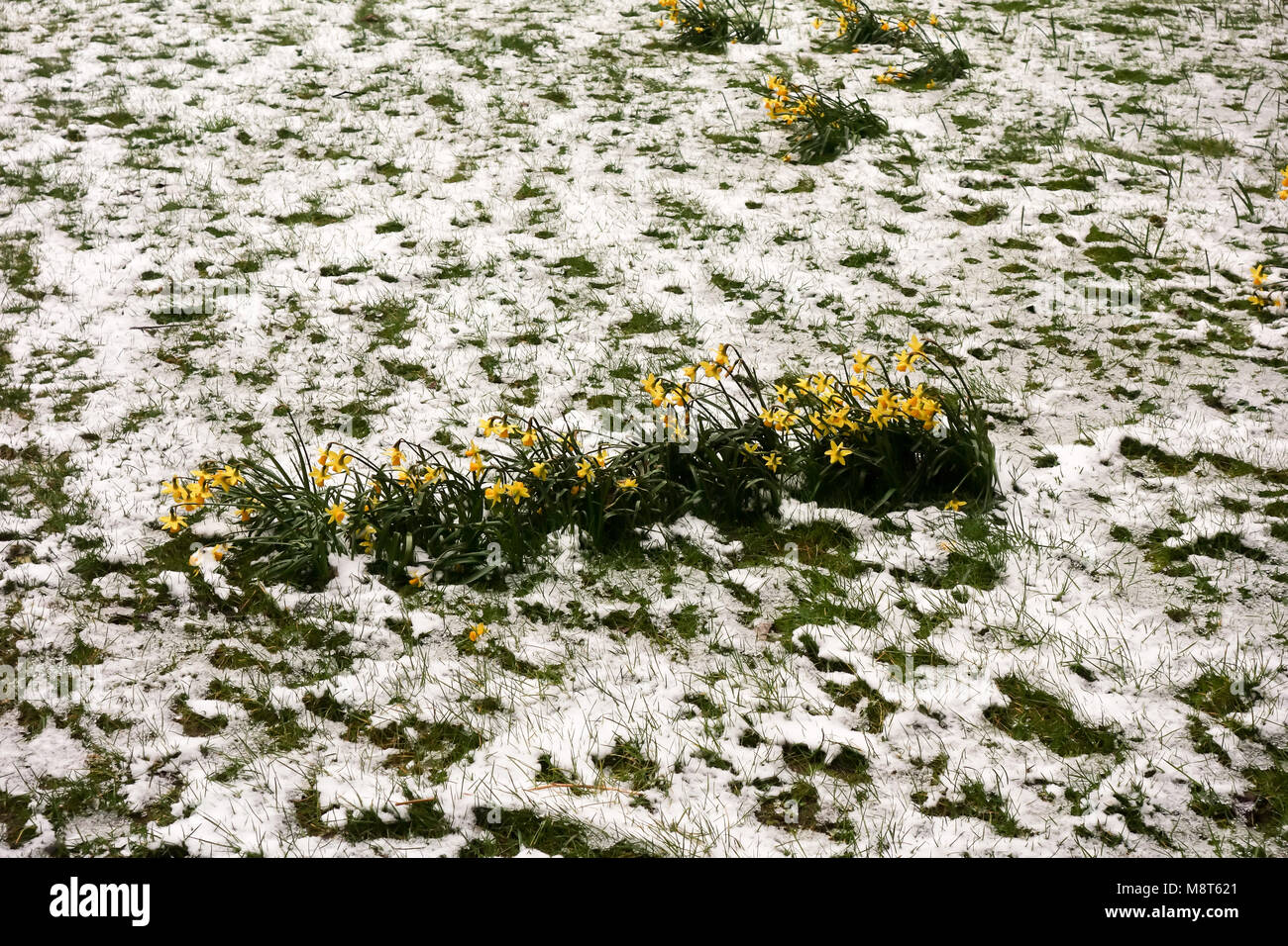 LONDON, UK -18th Mar 2018: Daffodils being covered with snow before the new Spring season in the Barbican. Stock Photo