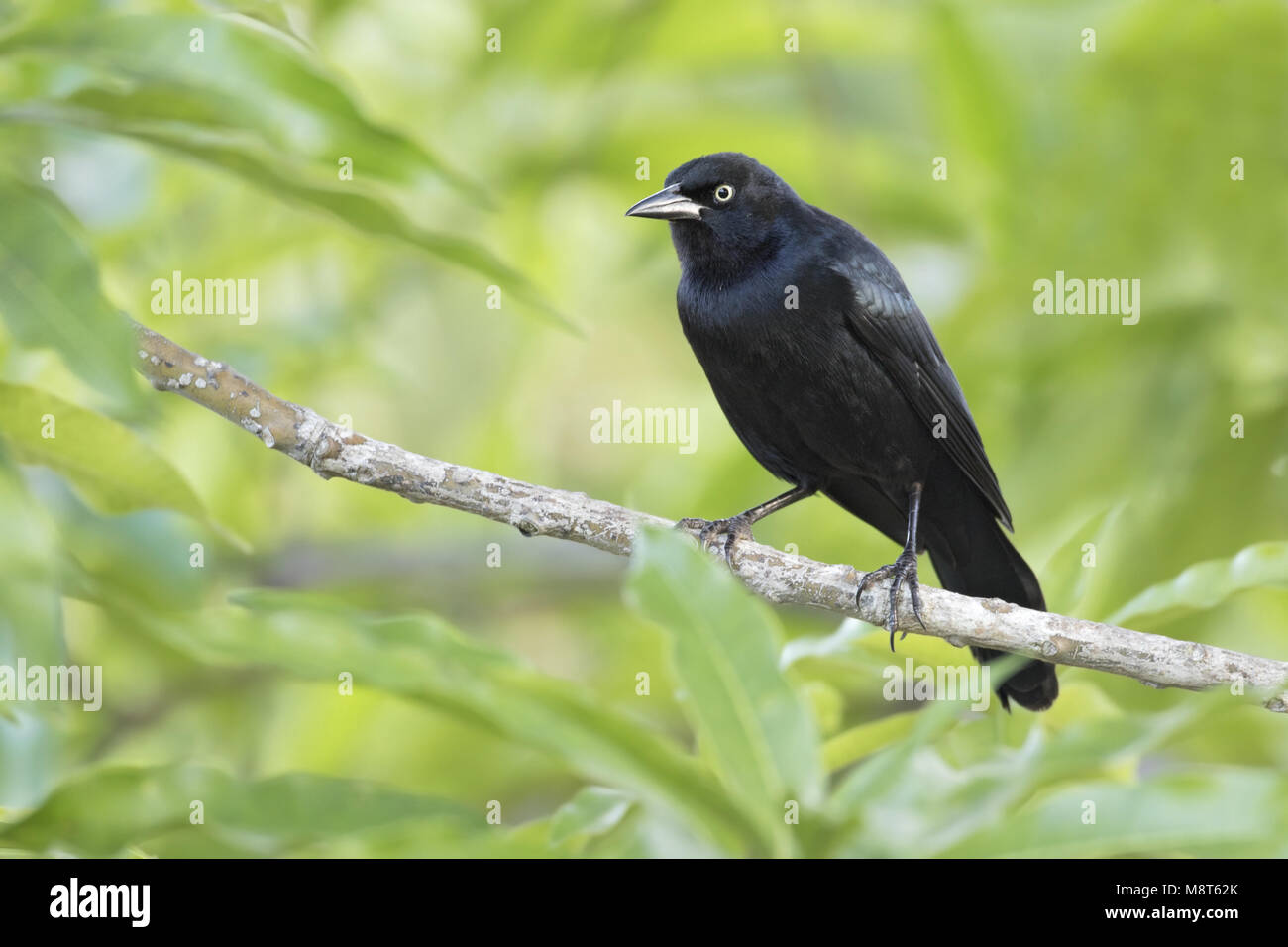 Cubatroepiaal, Cuban Blackbird Stock Photo