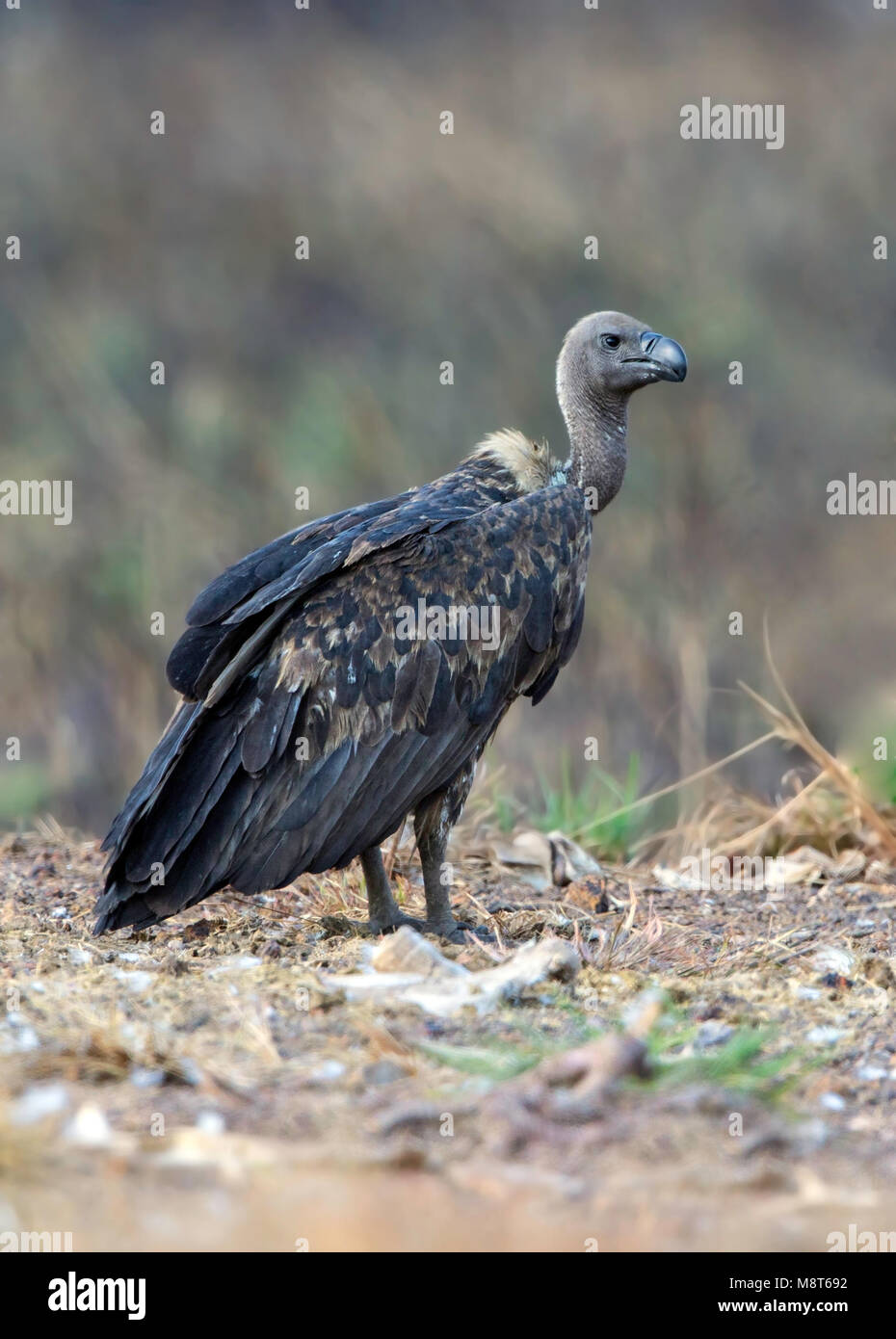 Bengaalse Gier, White-rumped Vulture, Gyps bengalensis Stock Photo
