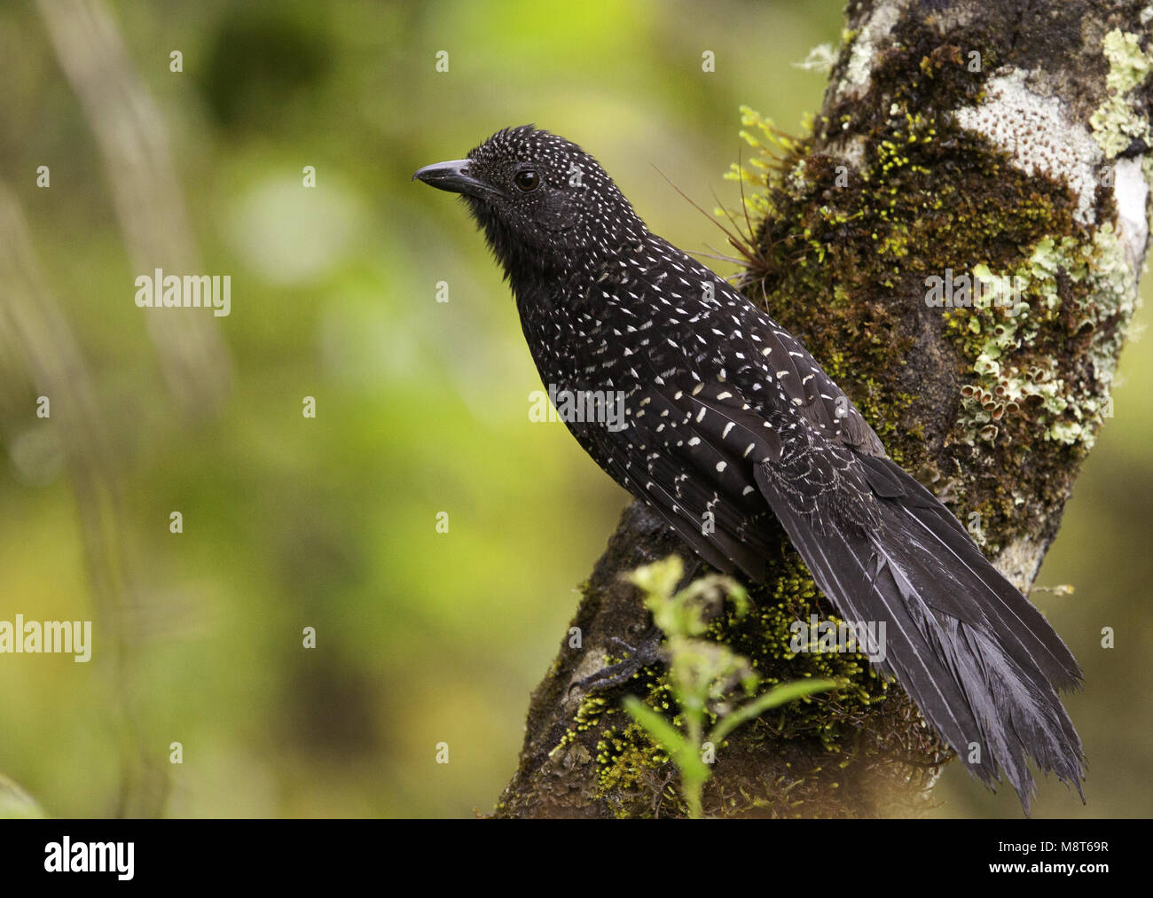 Langstaartmierklauwier, Large-tailed Antshrike, Mackenziaena leachii Stock Photo