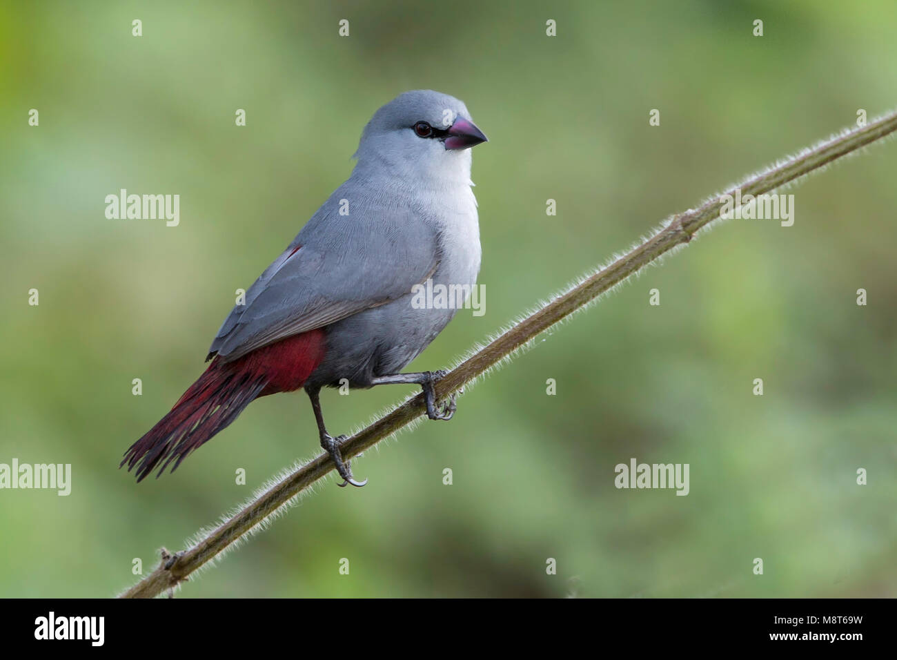 Bird image made by Dubi Shapiro Stock Photo