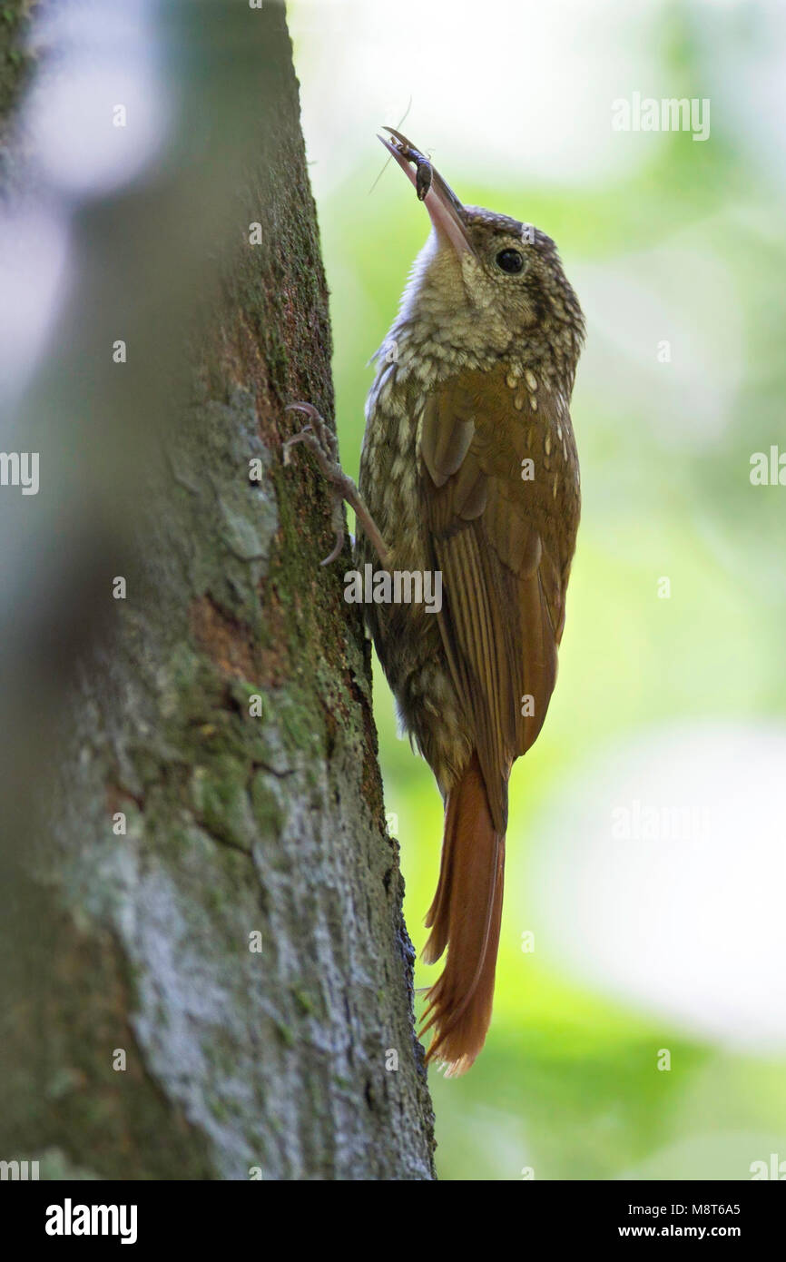 Bird image made by Dubi Shapiro Stock Photo