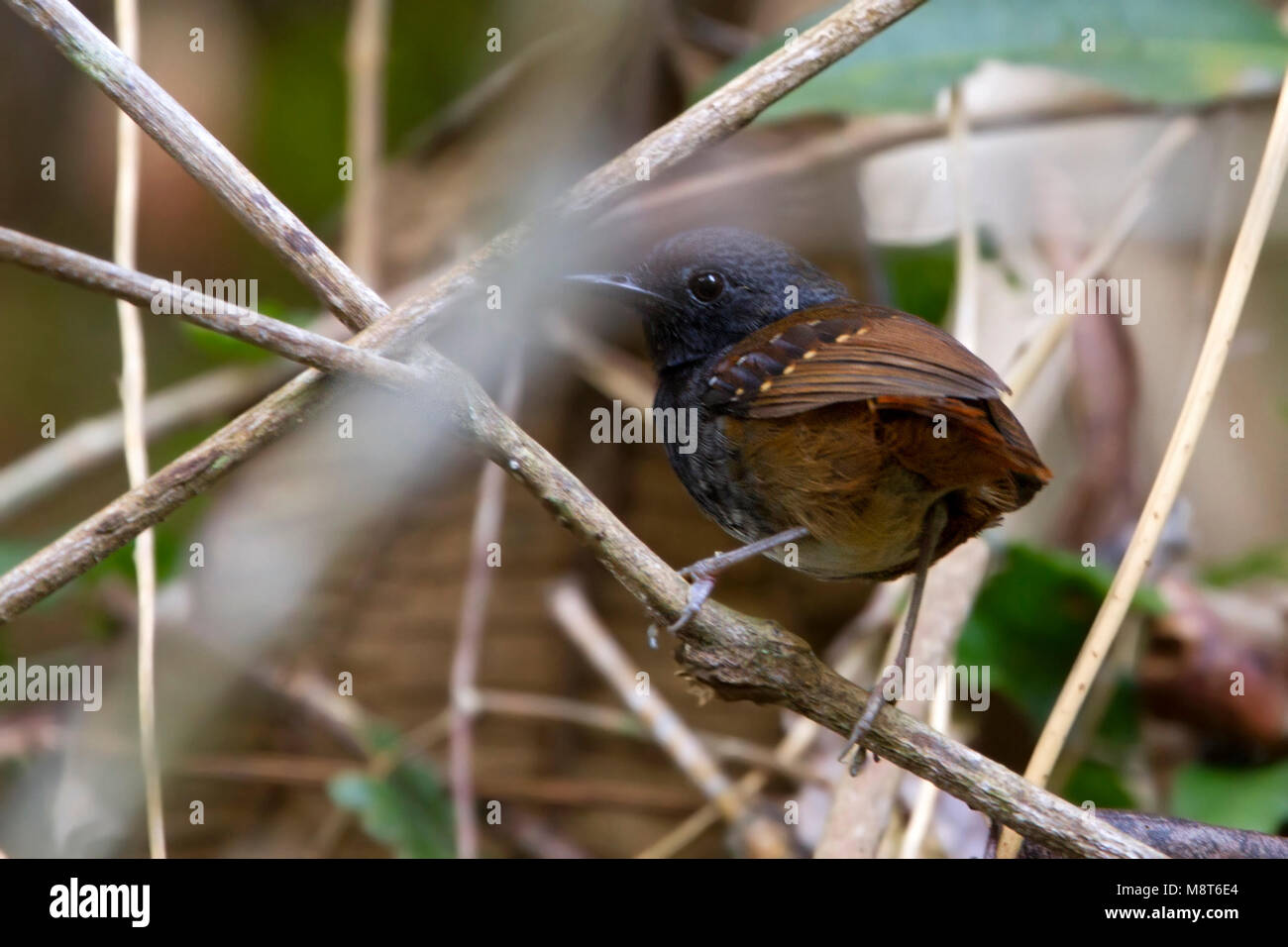 Noordelijke Kastanjestaartmiervogel, Northern Chestnut-tailed Antbird Stock Photo
