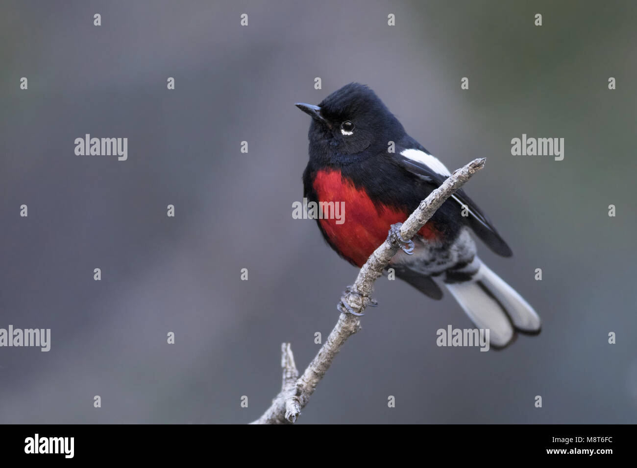 painted redstart