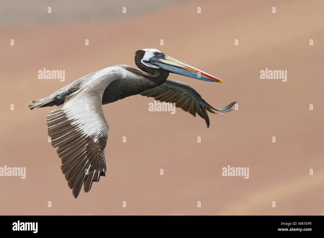 Bird image made by Dubi Shapiro Stock Photo