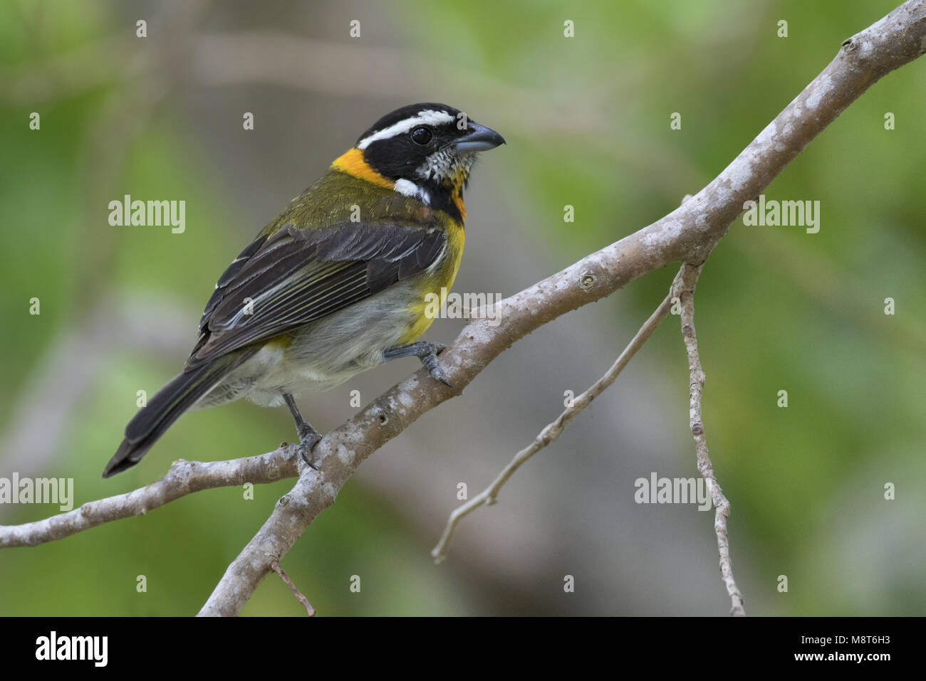 Puerto rico spindalis hires stock photography and images Alamy