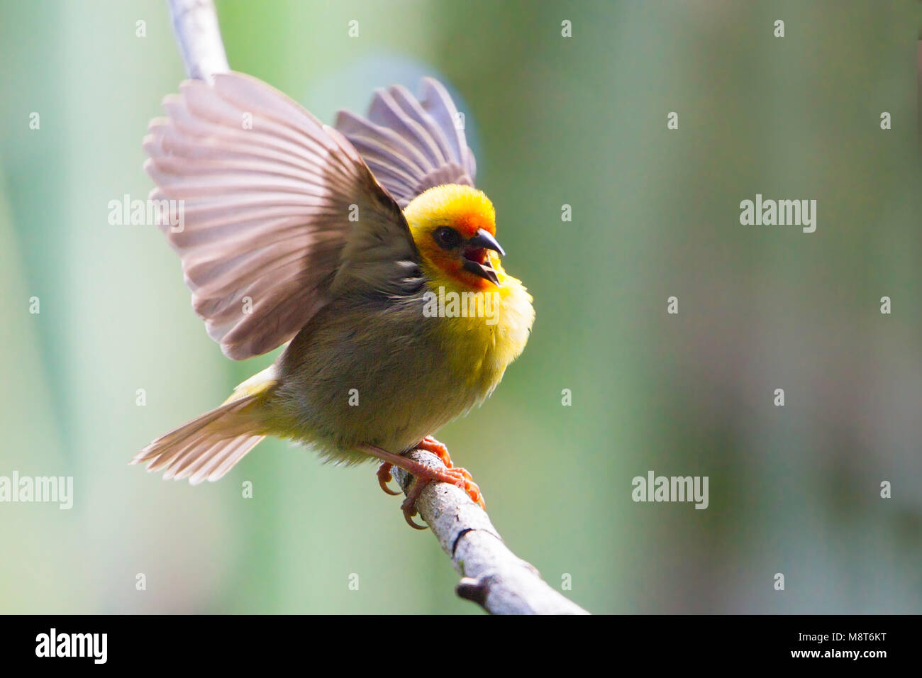 Bird photo made by Dubi Shapiro Stock Photo