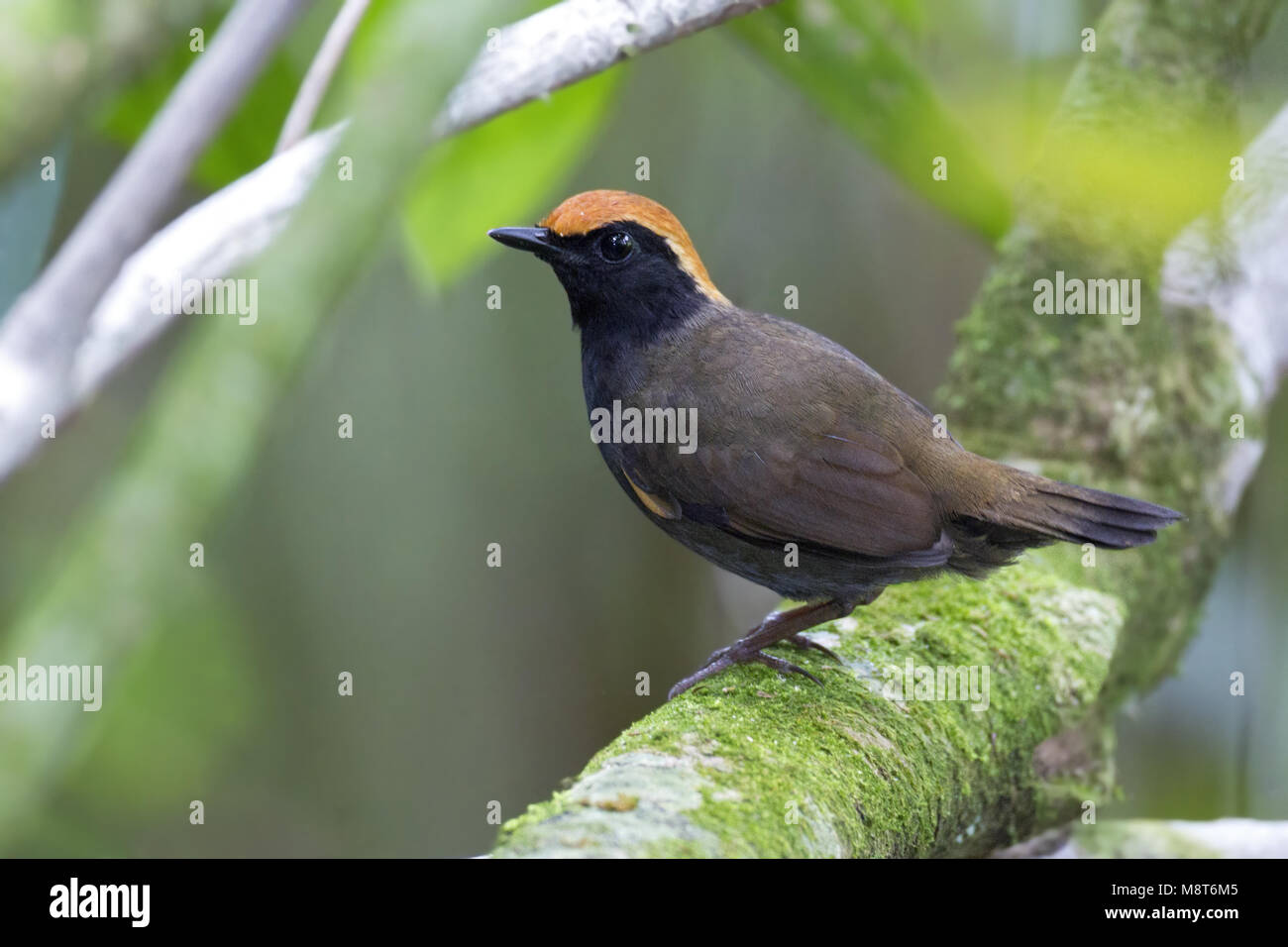 Roodkapmierlijster, Rufous-capped Antthrush, Formicarius colma Stock Photo