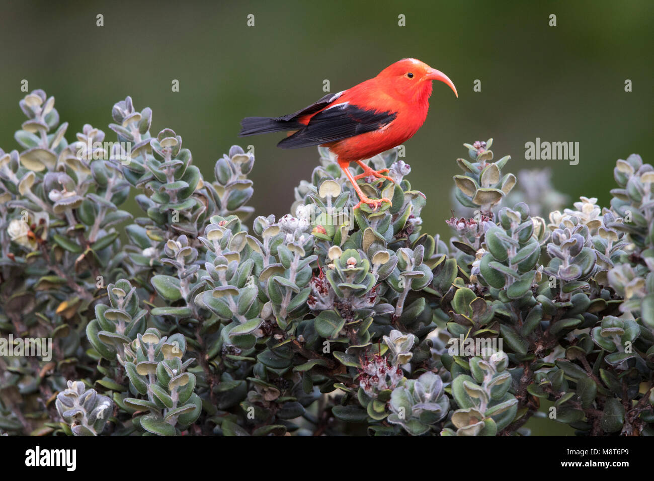 Iiwi o Scarlet Honeycreeper, perched on a bush Stock Photo