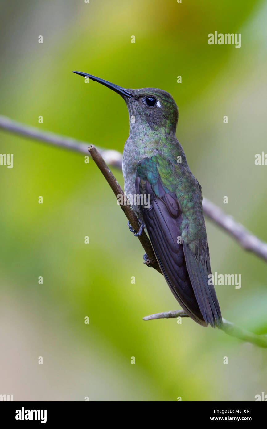 Sombere Kolibrie, Sombre Hummingbird Stock Photo