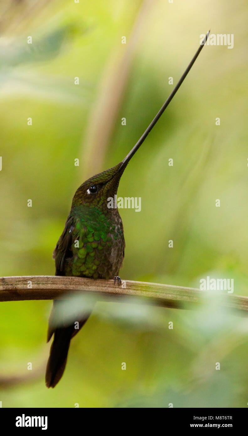 Zwaardkolibrie op tak, Sword-billed Hummingbird on branch Stock Photo