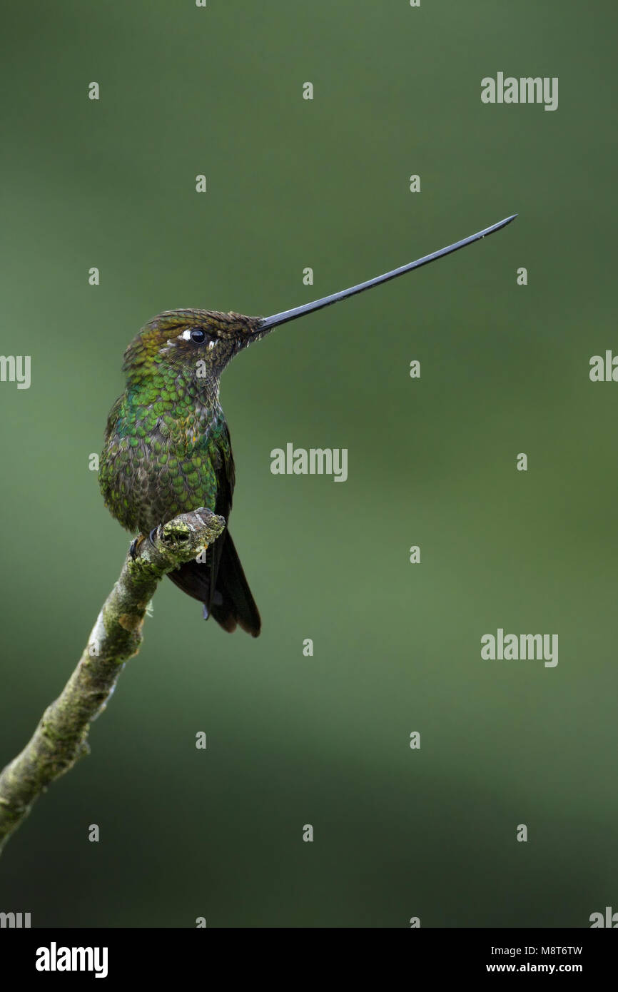 Zwaardkolibrie, Sword-billed Hummingbird Stock Photo