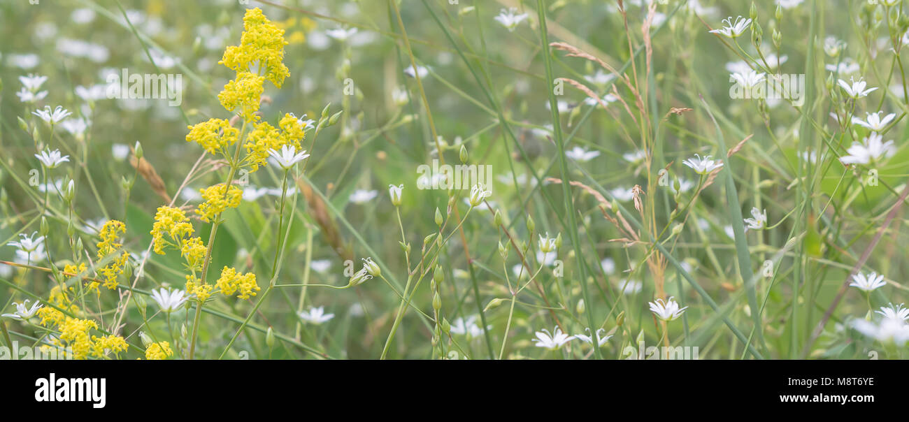 Background with white flowers at green meadow Stock Photo