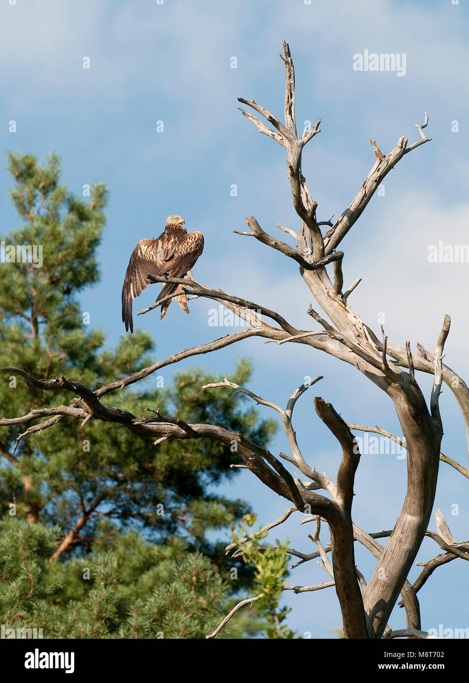 Rode Wouw in dode boom; Red Kite perched in dead tree Stock Photo